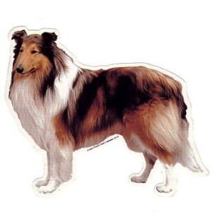 Naklejka owczarek szkocki collie 1szt.