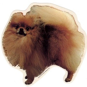 Naklejka pomeranian 1szt.