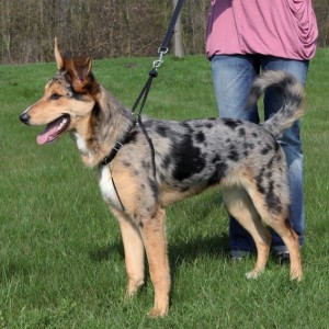 SZELKI DLA PSA EASY WALK "S" 22-30cm