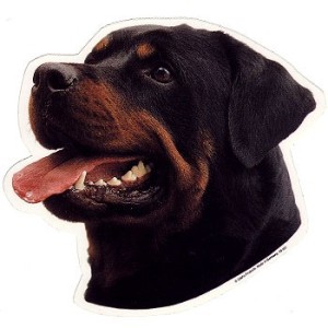 Naklejka rottweiler - głowa 1szt.