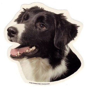 Naklejka border collie - głowa 1szt.